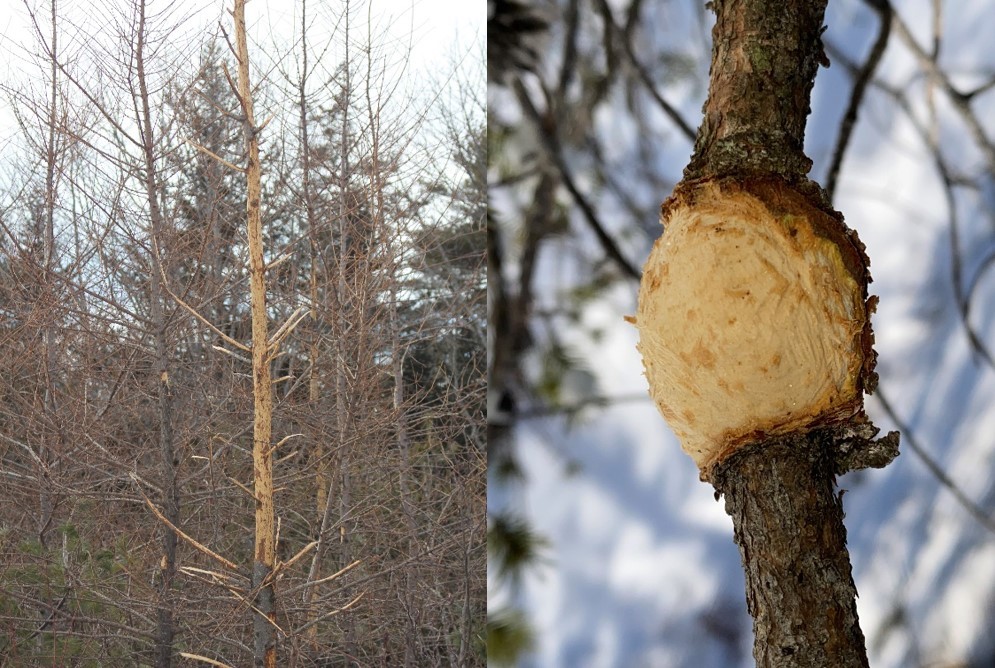 Left- larch tree with no needles; right- a gall that has been chewed on a small branch.