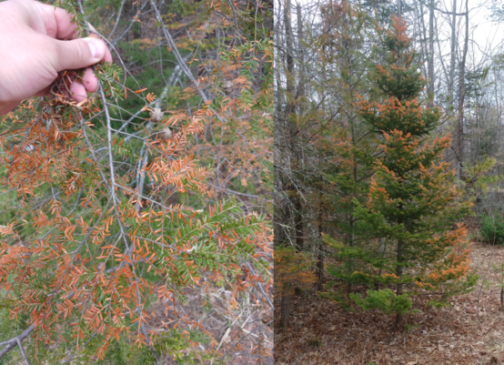 Left- hemlock twig showing orange needles caused by salt damage; Right- fir tree showing orange needles caused by salt damage.