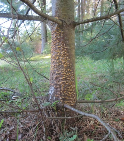 Trunk of a young pine tree showing orange pustules on the bark
