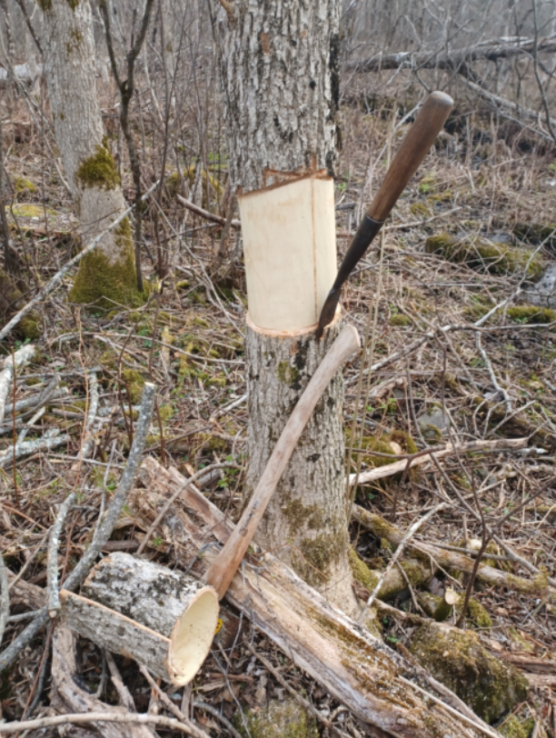 Ash tree girdled to attract emerald ash borer (Photo Courtesy Ernest Carle)