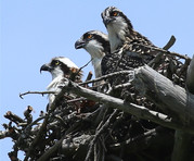Three osprey on a nest at Wolfe's Neck Woods State Park. Photo by Jim Knox.
