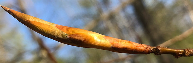 Leaf bud of a beech tree, close-up.