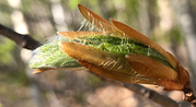 Beech leaf bud beginning to open.