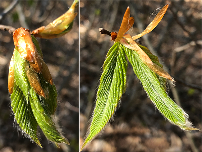 Beech leaves unfurling from bud. Two shots showing the progression.