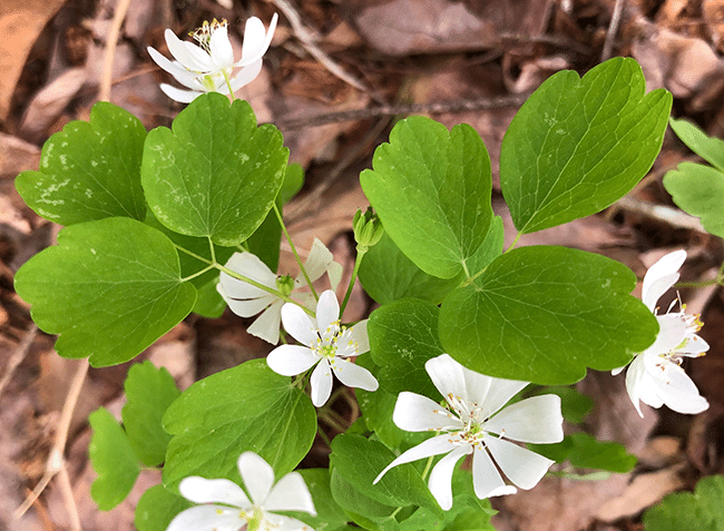 Rue anemone, a woodland flower. Photo by Jocelyn Hubbell.