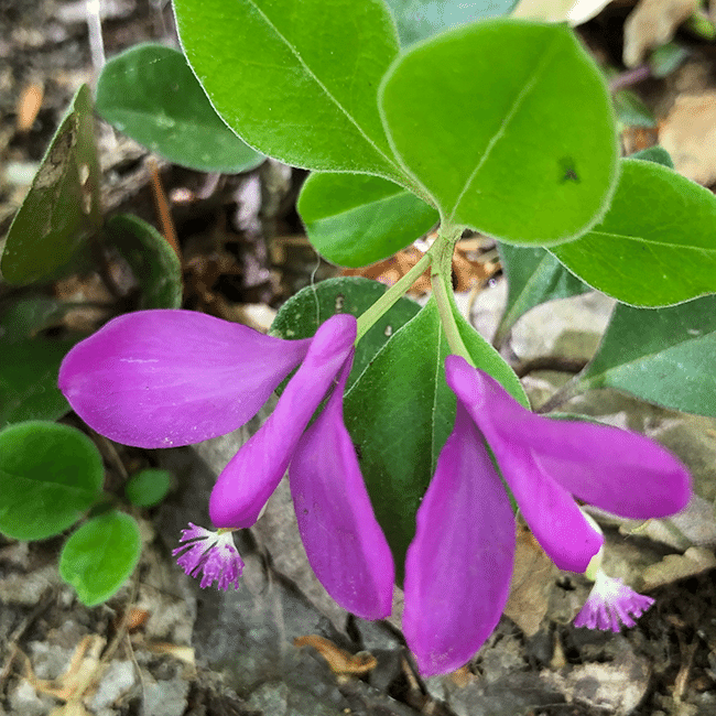 Fringed polygala in bloom in a woodland. Photo by Jocelyn Hubbell.