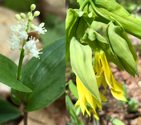 Canada mayflower and bellwort