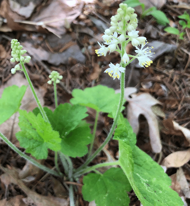 Foamflower in a woodland.