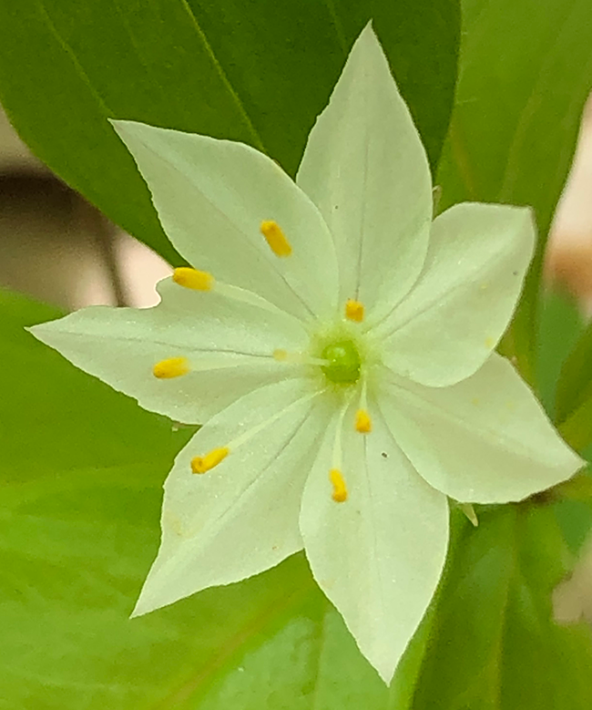 Starflower spreads by rhizomes across the forest floor.