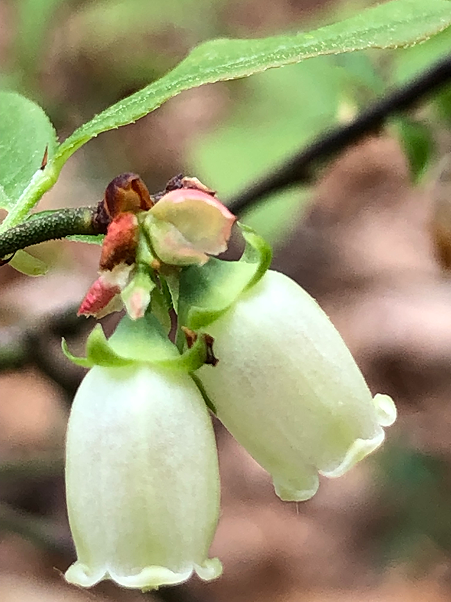 Closeup of blueberry flowers.