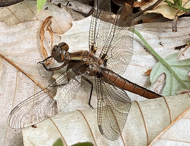 Dragonfly resting on the forest floor.