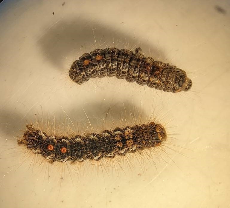 Size comparison of two caterpillars