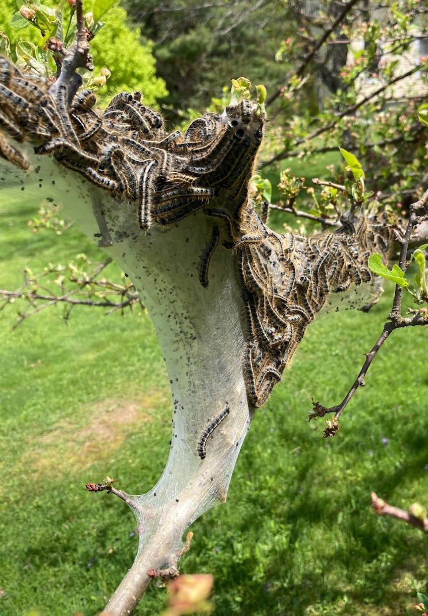 Eastern tent caterpillar on tree