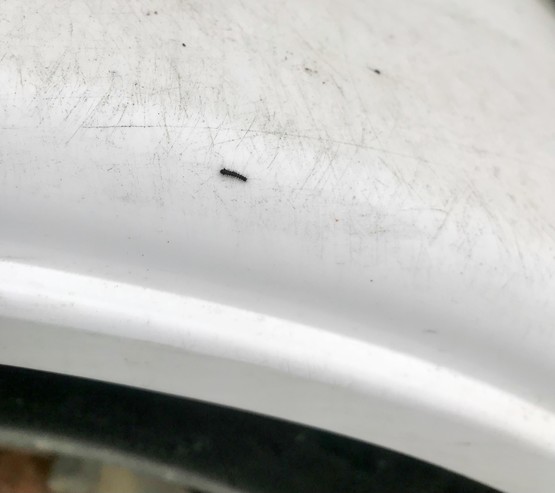 Early instar spongy moth caterpillar on the side of a car