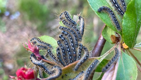 Forest tent caterpillars on a web