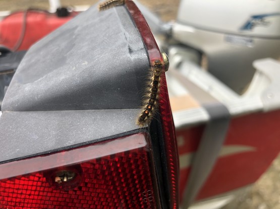 Browntail caterpillars on boat trailer