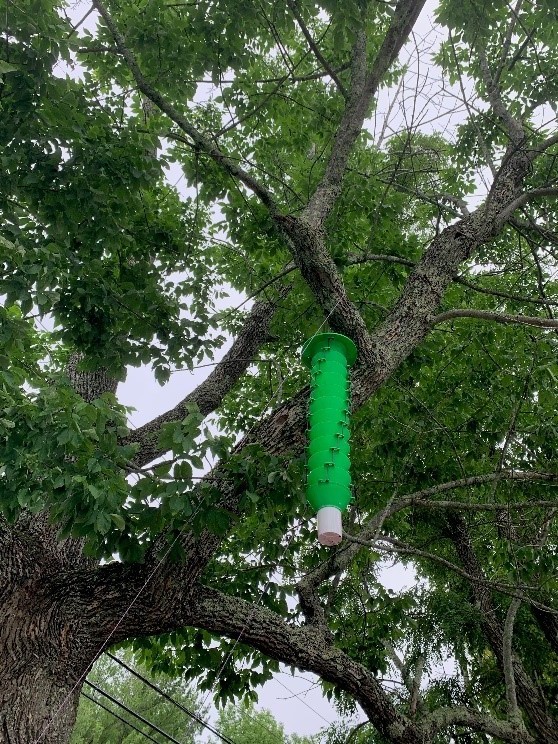 Green funnel trap deployed in ash