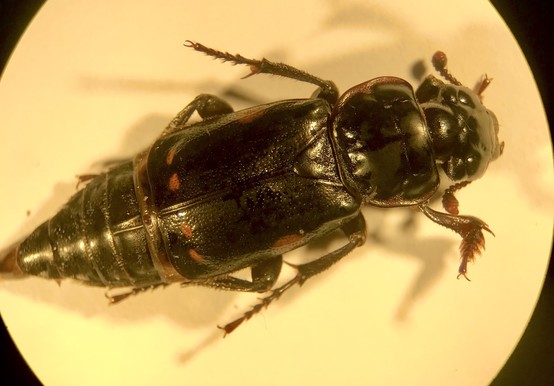 Close up of beetle