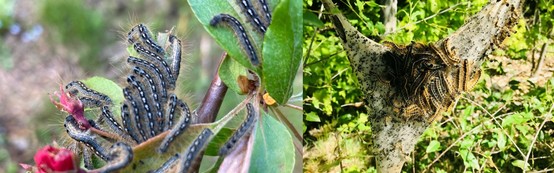 Two photos of caterpillars