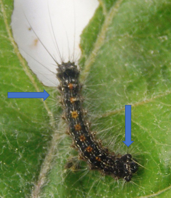 Close up of spongy moth caterpillar
