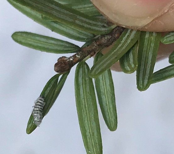 Close up of insect on hemlock needle