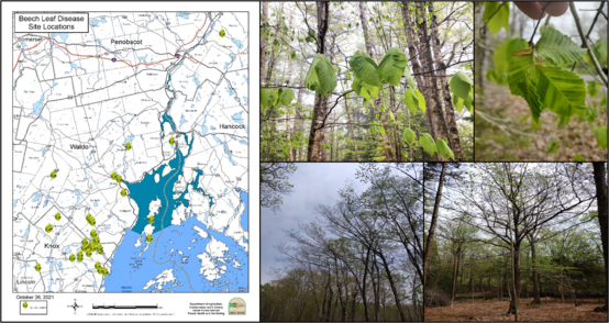 A map of Waldo County, Maine; four pictures of trees in a forest