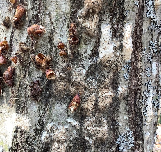 Spongy moth caterpillars on tree trunk
