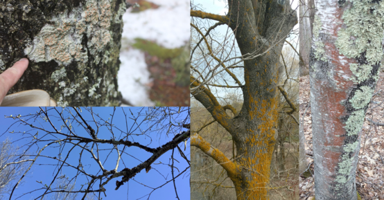 Four pictures showing tree bark and branches