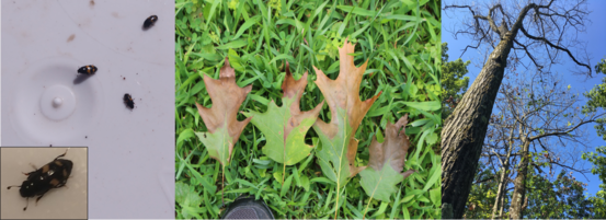 Three photos showing beetles, leaves, and a tree