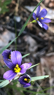 Blue-eyed grass in bloom.