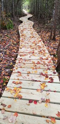 Boardwalk pathway through a wet woodland.