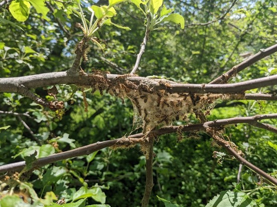 Branch with dead caterpillars