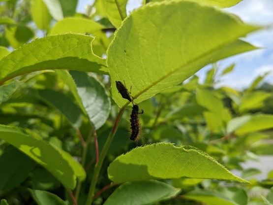 Stink bug and dead caterpillar