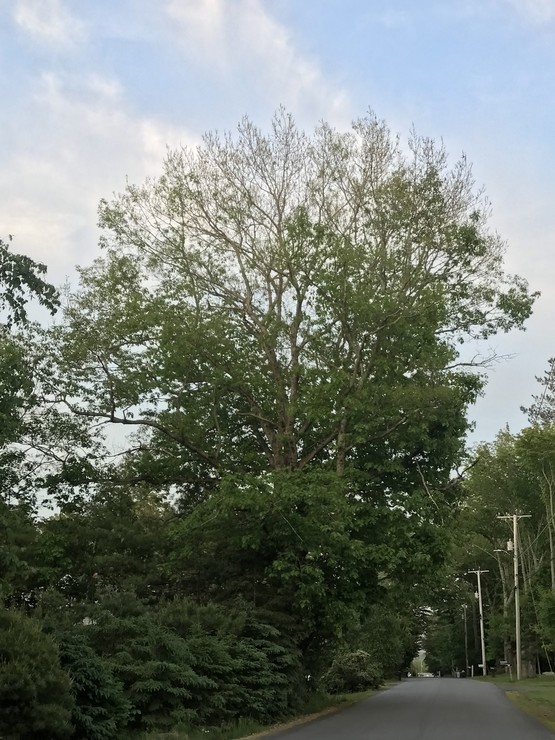 Oak tree with much defoliation