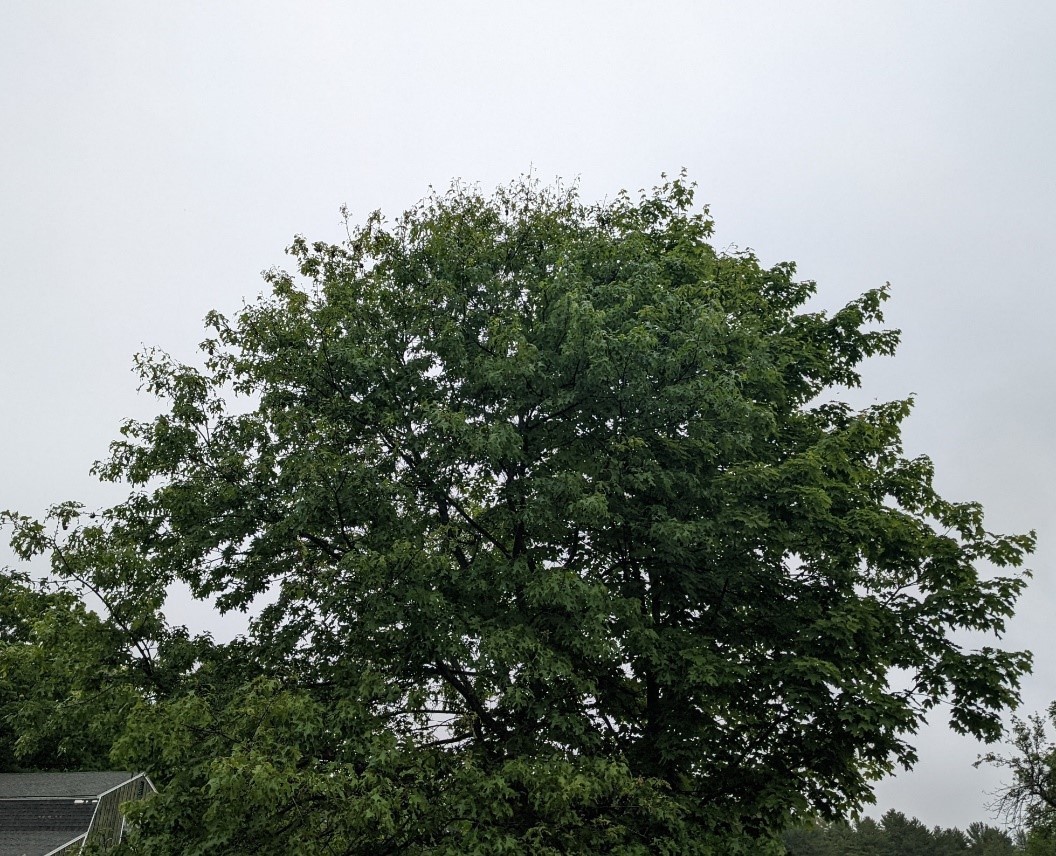 Tree with small amount of defoliation