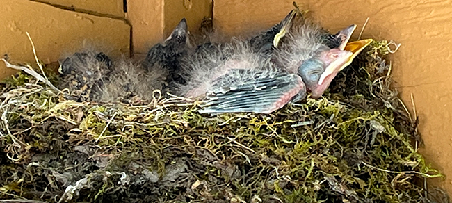 Phoebe nestlings almost ready to fledge.