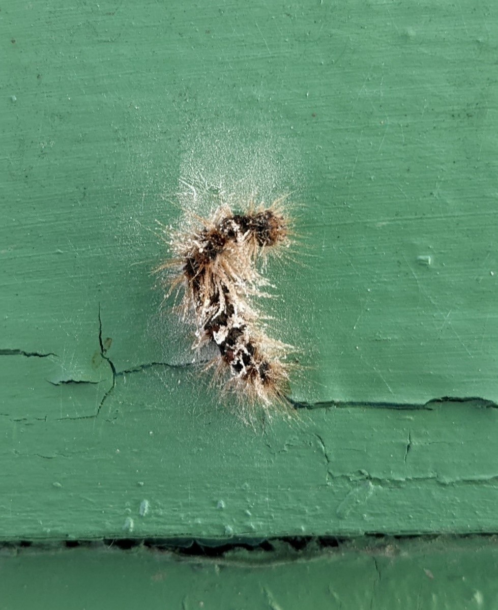 Dead caterpillar on green surface
