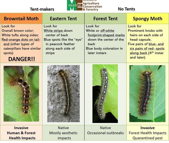 Chart showing various caterpillars