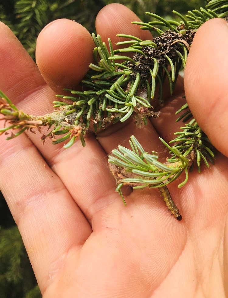 Hand holding spruce twig with feeding damage