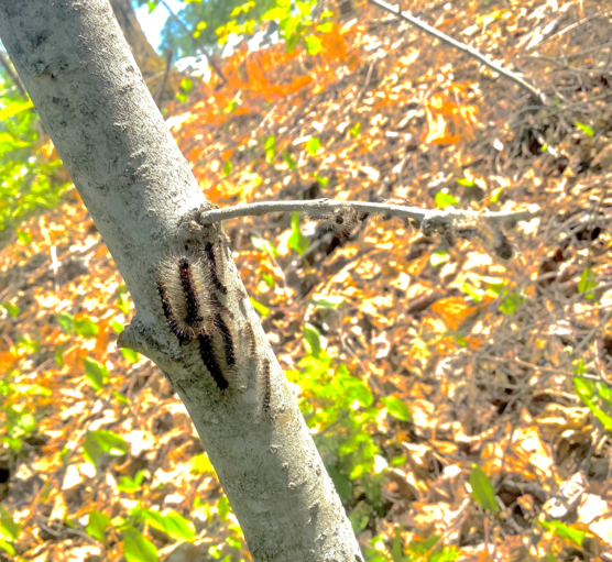 Caterpillars on tree trunk