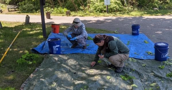 Two women picking up caterpillars off a tarp on the ground