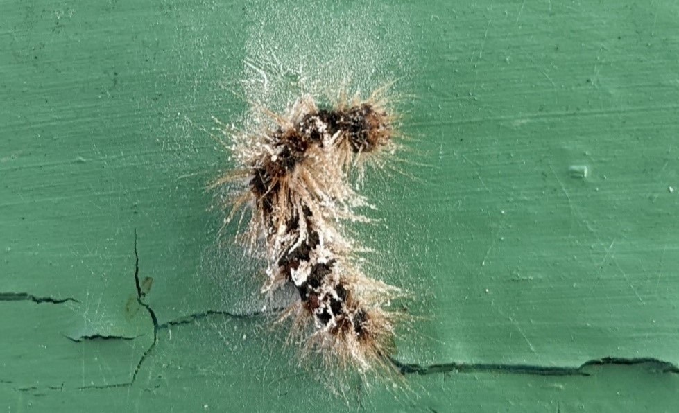 Gypsy Moth Traps Pop-Up