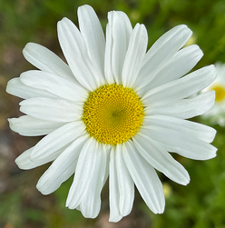 Close-up of a daisy flowerhead showing the yellow disk and white strap flowers.