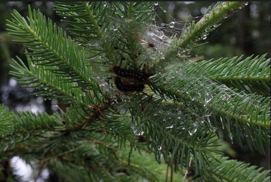 Browntail moth caterpillars feeding on spruce, note feeding damage in the top right. Credit: Rachel Jalbert.
