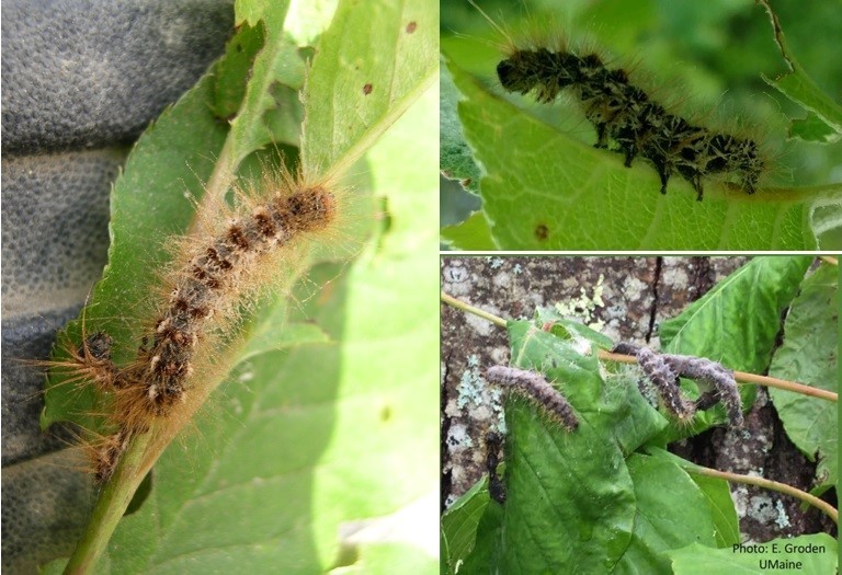 Examples of fungus-killed caterpillars.