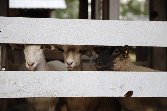 Ossipee Valley Fair