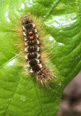 Browntail moth caterpillar.