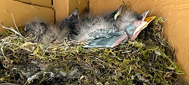 Phoebe nestlings covered in down with feathers beginning to come in.