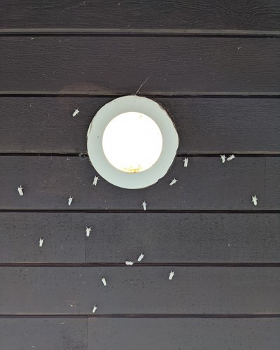 Many moths on a wall near a light