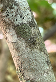 Bark of witch-hazel tree.